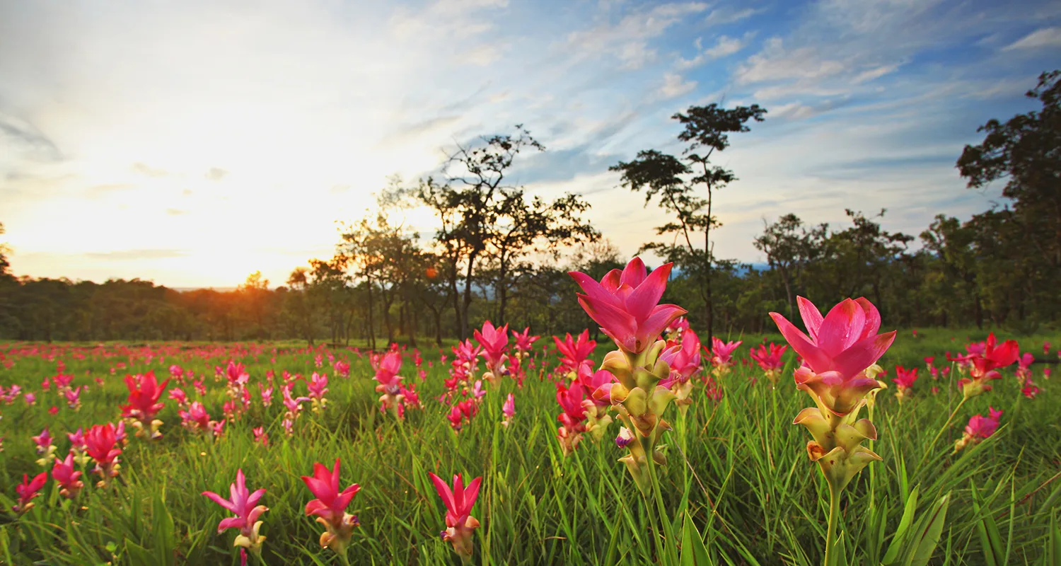 Pa Hin Ngam Siam Tulip Fields