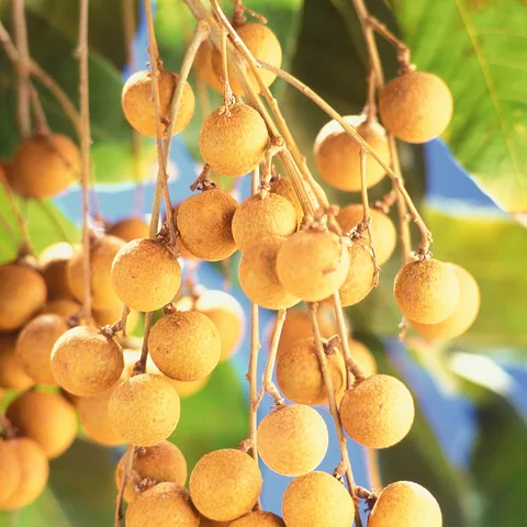 Longan Festival