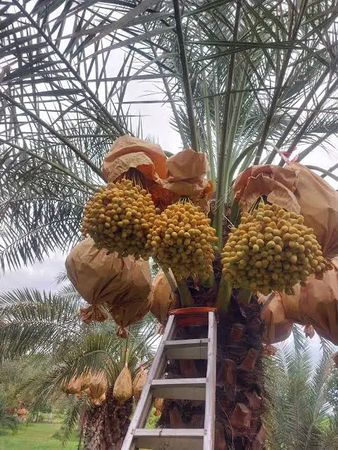 Atthaphon Date Palm Farm