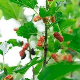 Tom Fruit Garden