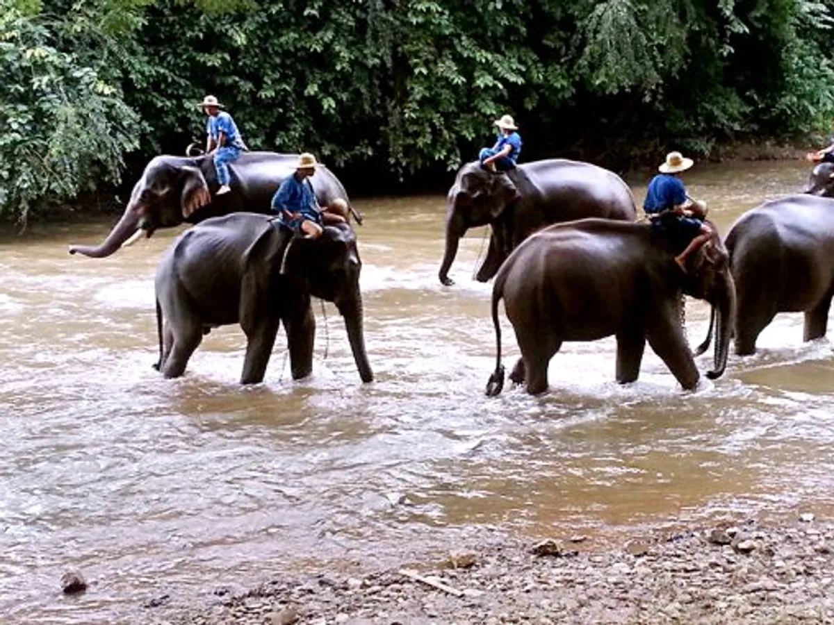 Chiang Dao Elephant Training Centre (ศูนย์ฝึกช้างเชียงดาว)