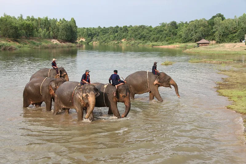 Elephant Kingdom (Surin) (คชอาณาจักร จังหวัดสุรินทร์)