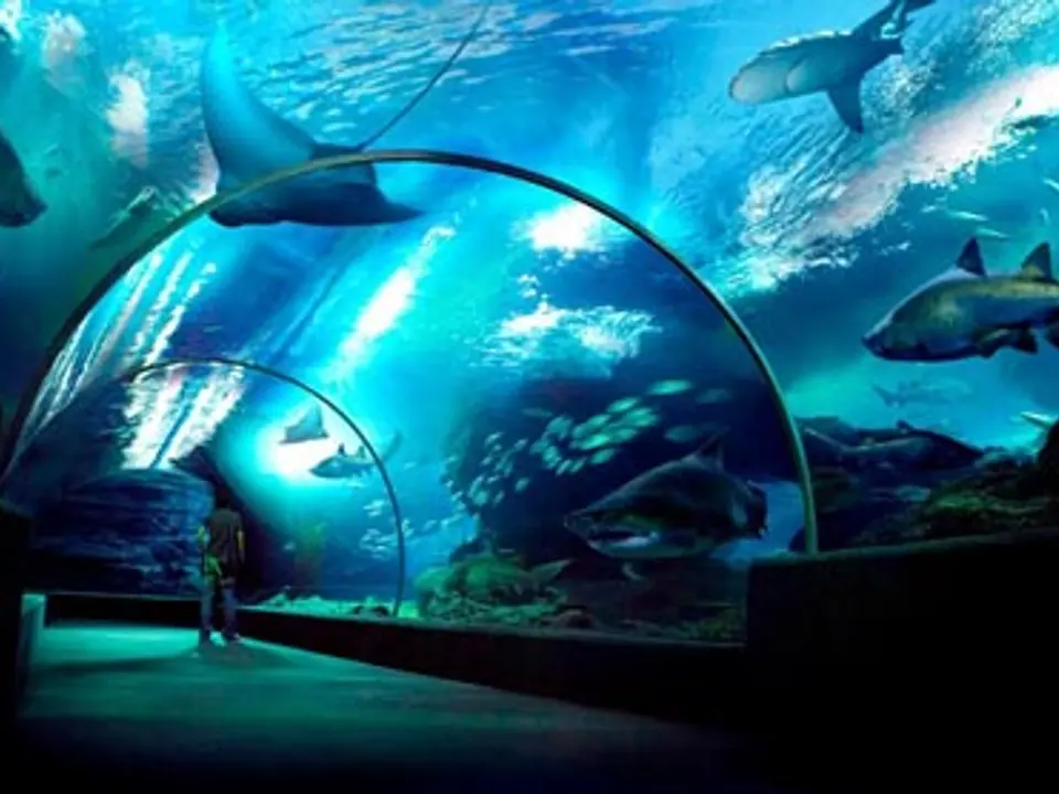 SEA LIFE Bangkok Ocean World (ซีไลฟ์ แบงค็อก โอเชียน เวิลด์)