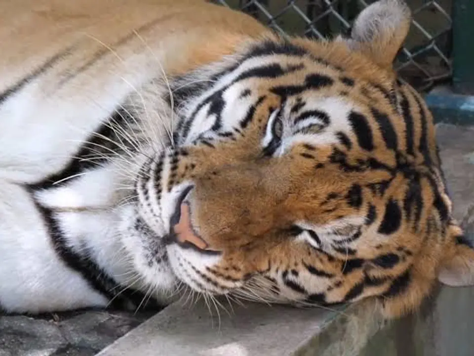 Wildlife Friends Foundation Thailand (มูลนิธิเพื่อนสัตว์ป่า)